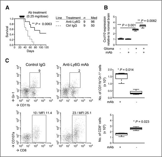 Figure 5. mAb-mediated depletion of Gr-1+ cells inhibits the glioma development. Gliomas were induced in C57BL/6 WT mice. The mice with developing gliomas received i.p. injections of anti–Gr-1 mAb (RB6-8C5; 0.25 mg/dose) or control IgG on days 21, 23, 25, and 27 after tumor induction. A, symptom-free survival was monitored. B, total RNA was extracted from the mouse brains to conduct quantitative RT-PCR for Cxcl10 mRNA expression levels. C, BILs were isolated to carry out flow cytometry for subpopulations of CD11b+Gr-1+ (top) and CD8+ (bottom) cells. Representative flow data (left) and cumulative enumerations from multiple experiments (right) are shown. Numbers in dot plots indicate percentage of gated subpopulations in leukocyte-gated populations; MFI of CD107a on CD8-gated subpopulation is indicated in the bottom panels.