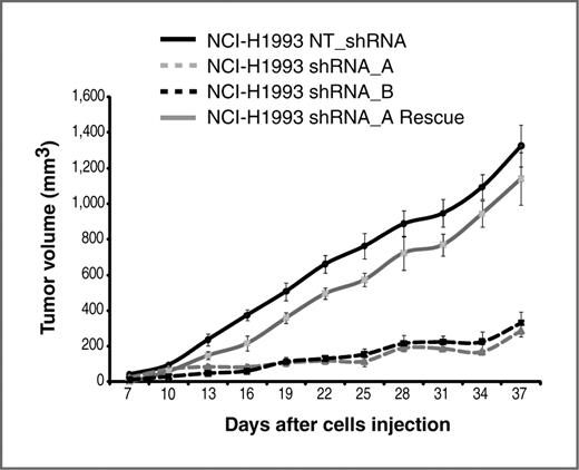 Figure 6. Effects of Ror1 silencing in vivo. NCI-H1993 cells transduced with shRNA_A (dashed gray line), shRNA_B (dashed black line), NT_shRNA (continuous black line), and shRNA_A Rescue (continuous gray line) were implanted subcutaneously in nude mice (n = 12 per group). Tumor growth, as measured by tumor volume, was monitored at the indicated days. Error bars report SE. Ror1 silencing induced approximately 80% tumor growth inhibition compared with controls; rescue of Ror1 expression restored tumor growth.
