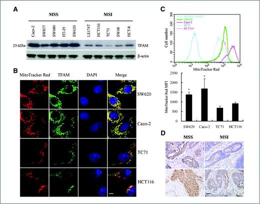 Figure 2. TFAM frameshift mutation results in reduction of TFAM protein and mtDNA in CRC with MSI. A, relatively low levels of TFAM protein in CRC cell lines with MSI and TFAM mutations compared to those in MSS CRC cell lines. B, immunofluorescent analysis of TFAM (green) and mitochondria (red) in MSS CRC cells (Caco2 and SW837) and CRC cells with MSI (HCT116 and TC71). Scale bar indicates 10 μm. C, mitochondrial mass of CRC cells. Shown here are flow cytometry curves for cells as in (B; top), and average values of the mean fluorescent intensity (MFI) of MitoTracker Red (bottom, P < 0.05). Results represent mean ± SE of 3 independent experiments. D, representative images of TFAM immunohistochemical analysis in 2 CRC specimens with MSI carrying TFAM mutations and 2 MSS CRC specimens. Positive TFAM immunoreactivity appeared brown in cytoplasm. Scale bar indicates 50 μm.
