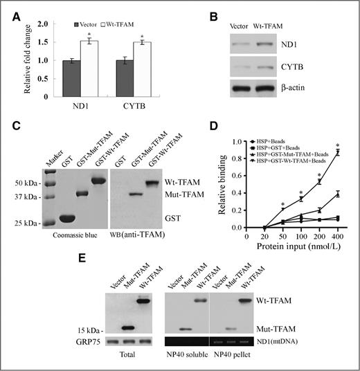 Figure 5. Aberrant regulation of CYTB transcription by Mut-TFAM in CRC with MSI. A, qRT-PCR analysis of ND1 and CYTB mRNA in RKO cells expressing Wt-TFAM or vector. Values represent mean ± SD of 3 analyses, P < 0.05 for both. B, Western blots showing ND1 and CYTB protein levels in RKO cells as in (A). C, purified GST-Wt-TFAM and GST-Mut-TFAM fusion proteins were visualized by Coomassie blue staining (left) and Western blot with anti-TFAM antibody (right). D, relative binding ability of Wt-TFAM or Mut-TFAM to mitochondrial HSP. Data represent mean ± SE of 3 independent experiments in triplicate, P < 0.01. E, distribution of Wt-TFAM and Mut-TFAM in the NP40-soluble or -insoluble fraction of mitochondrial extracts from RKO cells expressing control vector, Wt- or Mut-TFAM. GRP75 was a loading control for mitochondrial protein; ND1 was PCR-amplified to serve as a mtDNA loading control.