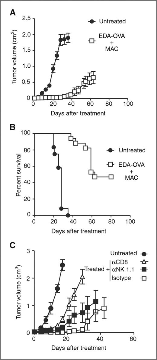 Figure 5. Therapeutic administration of EDA-OVA+MAC induces tumor rejection mediated by CD8+ cells. C57BL/6 mice (14–17 per group) were injected s.c. with 105 B16-OVA tumor cells and when tumor diameter reached 5 mm they were treated during a 20-day period with EDA-OVA+MAC or left untreated. Tumor volume (A) and mice survival (B) was monitored twice a week. Results correspond to the sum of 2 independent experiments. C, C57BL/6 mice (7–9 per group) were injected s.c. with 105 B16-OVA tumor cells and when tumor diameter reached 5 mm they were depleted of CD8 cells, NK cells, or administered control antibodies previously to treatment with EDA-OVA+MAC as earlier. Undepleted untreated mice were used as control, and tumor growth was measured in all groups.