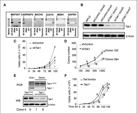 Figure 2. Deficiency of Tak1 in mouse prostate stem cells promotes growth. A, expression in normal WFU3 prostate stem cells of the 5 genes that are deleted at 6q15.1 in human prostate cancer. GJA10 is the mouse homolog of CX22. B, immunoblot of Tak1 expression in individual clones from WFU3 cells infected with virus expressing control shRNA (shControl) or Tak1 shRNA (shTak1). C, kinetics of cell viability of shControl or shTak1 clones in monolayer growth. D, clonogenic growth assay of shTak1 clones or shControl clones over a 10-day growth period. Results are mean ± SEM, n = 3. A and B are significantly different at each time point, P < 0.05. Two group t tests and repeated ANOVA were used to compare individual clones. E, deletion of Tak1 in MPECs. Top 2 panels, PCR results from DNA isolated from Cre lentivirus-infected cells and Mock-infected Tak1lox/lox cells. Bottom 2 panels, immunoblot of Tak1 in individual Tak1lox/lox or Tak1−/− clones. F, loss of Tak1 increases cell proliferation in vitro. Trypan blue exclusion assay of Tak1lox/lox (n = 3) or Tak1−/− (n = 3) clones over 140-hour growth. Results are mean ± SEM. A and B are significantly different at each time point. P < 0.05. Two group t tests were used to compare individual clones.