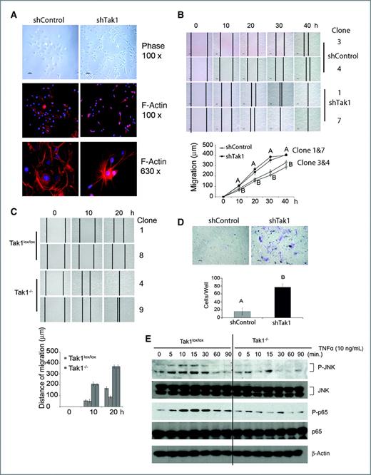 Figure 3. Suppression of Tak1 promotes an invasive phenotype in vitro. A, suppression of Tak1 alters cell morphology and arrangement of F-actin. Top panels, representative phase contrast images of shControl and shTak1 clones. These morphologic differences were consistent across multiple clones for each background (not shown). Middle and bottom panels, immunofluorescent visualization of F-actin. Red, Alexa Fluor 594 phalloidin labeling. Blue, Hoechst. B, suppression of Tak1 promotes migration. Scratch assay with shControl or shTak1 clones to assess migration as a function of Tak1 status. Top panels, representative phase contrast images at the indicated time points. Black lines on images depict the location of the cell front. Bottom panel, quantification of migration. Results are mean ± SEM. A and B are significantly different; P < 0.05. Two group t tests were used to compare individual clones. C, loss of Tak1 promotes migration. Scratch assay with Tak1lox/lox or Tak1−/− clone to assess migration. Top panels, representative phase contrast images at the indicated time points. Black lines on images depict the location of the cell front. Bottom panel, quantification of migration as described in B. D, Boyden chamber assay for evaluation of the invasive ability of shControl and shTak1 cells. Top panels, images from crystal violet–stained chambers after invasion. Bottom panel, quantification of invasive cell number. Bars represent the mean ± SEM, n = 3 wells for each group. Statistics were described in A. E, immunoblots show that loss of Tak1 attenuates activation of JNK and NFκB in response to TNFα in vitro. Cells were starved by depletion of all supplements for 16 hours before treatment with TNFα (10 ng/mL). Lysates were collected at indicated time points.
