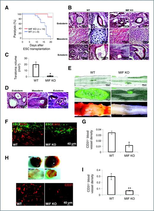 Figure 1. Deletion of MIF from the host inhibits teratoma development. A, ESCs were stereotaxically injected into the spinal cord in WT and MIF KO mice and hind limb paralysis was analyzed by Kaplan–Meier analysis (P < 0.05). B, HE staining of spinal cord at 2 weeks after ESC injection showing structures derived from 3 embryonic germ lineages in both WT and MIF KO mice. C, teratoma growth in the spinal cord from MIF KO and WT mice at 2 weeks after ESC injection (n = 10). D, HE staining of spinal cord at 2 weeks after injection of ESCs generated from MIF KO mice showing 3 embryonic structures. E, representative micrographs showing strong GFP expression in the spinal cord at 24 hours (top) and 2 weeks (middle) after ESC injection and blood vessel development at 2 weeks after ESC injection (bottom). A representative teratoma growth from a WT mouse (left) and MIF KO mouse (right) is displayed. F, immunostaining of CD31 (red) in WT (left) and MIF KO mice (right) at 2 weeks after ESC injection. G, quantification of CD31+ endothelial cells in teratomas from WT and MIF KO mice (n = 5). H, gross morphology of Matrigel plugs (top) excised 5 days postinjection in WT and MIF KO mice and CD31 staining (bottom). I, quantification of CD31+ endothelial cells in Matrigel plugs from WT and MIF KO mice (n = 6). *, P < 0.05; **, P < 0.001; 2-sided Wilcoxon test. Data are represented as mean ± SEM.