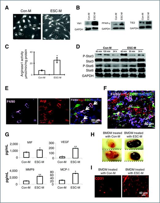 Figure 4. ESC-induced macrophage activation. A, phase-contrast photomicrographs of BMDM (original magnification, ×200). BMDMs were cultured with Con-M and conditioned medium of ESCs (ESC-M) for 2 days. B and C, BMDMs from WT mice were incubated with Con-M or ESC-M for 48 hours and M2 markers were assessed by Western blot (B) or colorimetric assay to test arginase 1 activity (n = 3; C). D, phosphorylation of Stat3 (p-Stat3) and p-Stat6 in BMDM treated with Con-M and ESC-M. E and F, representative confocal images of immunostaining of sections from WT mice at 2 weeks after ESC injection showing double staining for Arginase 1 (red) and F4/80 (purple, arrows). G, MIF, VEGF, MMP-9, and MCP-1 in the supernatants of BMDM treated with Con-M and ESC-M for 24 hours detected by ELISA. The presented concentrations were equal to the original concentrations minus the amount in ESC-M. Data were expressed as mean ± SEM and similar results were obtained from 3 independent experiments (n = 3). H, representative gross morphology of Matrigel plugs containing BMDM treated Con-M (left) or ESC-M (right) excised 5 days postinjection in WT mice. I, CD31 staining for endothelial cells in Matrigel plugs. *, P < 0.05; **, P < 0.001, 2-sided Wilcoxon test.