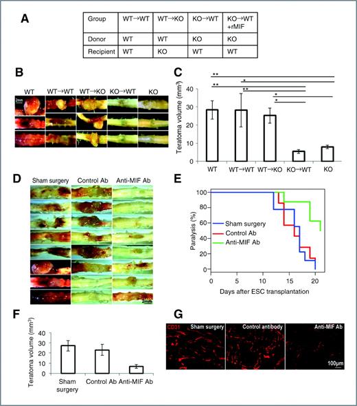 Figure 6. BM-derived cells produce MIF that contributes to teratoma growth and targeting MIF suppresses teratoma growth. A, groups of mice used for BM reconstitution. ESCs were injected into the spinal cord in 5 groups of mice (WT, MIF KO, WT→WT, WT→KO, KO→WT). B, representative images of teratomas in the spinal cord harvested from the indicated groups at 3 weeks after ESC transplantation. C, average teratoma size at 3 weeks after ESC transplantation from the indicated groups (n = 4; *, P < 0.05; **, P < 0.001, ANOVA). D, representative images of teratomas harvested from control groups (sham surgery and control antibody) and treated group (anti-MIF mAb) at 3 weeks after ESC transplantation. E, Kaplan–Meier analysis was used to indicate limb paralysis in control and treated groups (n = 8). F, average teratoma size at 3 weeks after ESC transplantation in the indicated groups (n = 8; *, P < 0.05, ANOVA). Data are represented as mean ± SEM. G, representative photographs of teratoma sections at 3 weeks postinjection revealing CD31 staining in sham surgery group, control antibody–treated group, and anti-MIF mAb–treated group.