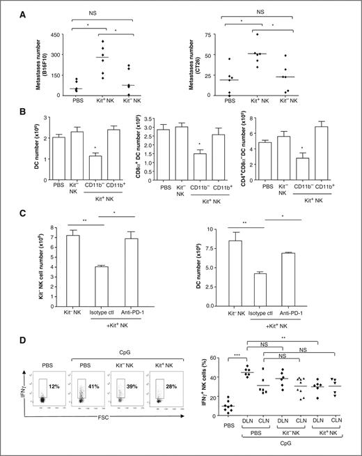 Figure 3. Kit+CD11b− NK cells impair tumor immunosurveillance and TLR9 inflammation by targeting DCs and mature NK cell homeostasis. A, protumorigenic effect of Kit+ NK cells. At day 0, C57Bl/6 (left) or BALB/c (right) mice were injected i.v. with 3 × 105 B16F10 or CT26 tumor cells, respectively. A total of 3 × 105 syngeneic Kit+ or Kit− NK cells purified from spleens using magnetic purification procedure were adoptively transferred 2 days after tumor inoculation. Quantification of lung metastases was carried out at day 12. Data pooled from 2 experiments with 3 mice per group are shown. The Kruskal–Wallis multiple comparison test was used for statistical analyses. *, P < 0.05. NS, not significant. B, transient depletion of spleen resident DC subsets after adoptive transfer of Kit+CD11b− NK cells in WT mice. About 105 purified Kit+CD11b− or CD11b+ NK and Kit− NK cells were adoptively transferred into C57Bl/6 mice. The absolute numbers of DCs (CD11c+/I-Ab+ cells; left) and among those the CD8α+ DC subset (middle) or the CD4+CD8 α− DC subset (right) residing in spleens or lungs (not shown) were determined at 48 hours by enumerating cells in trypan blue exclusion assays combined to 6 color staining and flow cytometry. The data pooled from 3 independent experiments are shown. Kruskal–Wallis test was used for statistical analyses and significant effects are indicated with asterisks. C, Kit+ NK cells eliminate DCs and Kit− NK cells in vivo in a PD-1–dependent manner. A total of 3 × 105 purified Kit+ or Kit− NK cells was adoptively transferred into nude C57Bl/6 mice. Blocking anti-PD-1 (or isotype control) antibody was injected i.p. as described in Materials and Methods. Absolute numbers of DC (CD11c+/CMH Class II+) and Kit− NK (CD3−NK1.1+CD117−) cells were determined in spleen at 48 hours by flow cytometry. The graph shows the data from 2 independent experiments with 2 to 4 mice per group. D, Kit+ NK cells keep in check IFNγ-producing NK cells during TLR9L-induced inflammation. A total of 5 × 105 Kit+ or Kit− NK cells were adoptively transferred i.v. into naive C57Bl/6 mice, 6 hours after footpad inoculation of 10 μg of CpG ODN 1668. Mice were sacrificed at 18 hours after NK cell transfer to assess the proportion of IFNγ-producing CD3−NK1.1+ NK cells in the draining (DLN) and controlateral (CLN) lymph nodes. The data pooled from 3 independent experiments are shown (each dot representing one mouse). **, P < 0.01; ***, P < 0.001. Ctl, control; FSC, forward scatter.