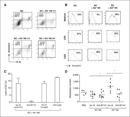 Figure 5. Kit+ NK cells can kill immature DCs through a B7-H1–dependent manner. A and B, direct killing of immature DCs by Kit+ but not Kit− NK cells in vitro. In vitro cocultures of Kit+ NK cells with immature bone marrow–derived DC (derived in granulocyte macrophage colony—stimulating factor), or lipopolysaccharide- or CpG-matured BM DCs at a 1/1 or 5/1 DC/NK ratio were examined in flow cytometry for AnnexinV/propidium iodide (PI) expression. Analysis was conducted on CD11c+/I-Ab+ cells. Representative dot plots (A) or histograms (B) are shown in each condition of coculture. The experiments have been conducted 3 times with identical results. C, same experimental setting as in A, but adding neutralizing anti-B7-H1 (10 μg/mL) or anti-Lag3 antibodies (10 μg/mL) in the coculture. Percentage of killed DCs was determined by flow cytometry using AnnexinV/7-aminoactinomycin D (AAD) staining. Percentage of DC lysis was calculated as follows: [(% killed DCs in test) − (% killed DC in DC alone)]/(% killed DC in DC alone) × 100. Means ± SEM of percentages obtained in 3 experiments are indicated. D, B7-H1–mediated prometastatic activity of Kit+ NK cells on the B16F10 melanoma. A total of 3 × 105 Kit+ or Kit− NK cells were preincubated with saturating amounts of neutralizing anti-B7-H1 or isotype (iso) control (ctl) antibody (Ab) and washed before adoptive transfer in B16F10-bearing mice. *, P < 0.05 according to the Kruskal–Wallis test.