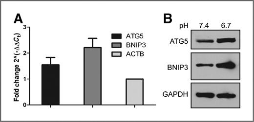 Figure 3. A, quantitative real-time RT-PCR of ATG5 and BNIP3 mRNA expression in MDA-MB-231 cells cultured at pH 6.7 for 72 hours relative to cells cultured at pH 7.4. The fold change was calculated using β-actin as the internal control. The data represent the mean ± SD of 3 experiments. B, whole-cell lysates from MDA-MB-231 cells cultured at pH 7.4 or at pH 6.7 for 72 hours were analyzed for the expression of ATG5 and BNIP3.