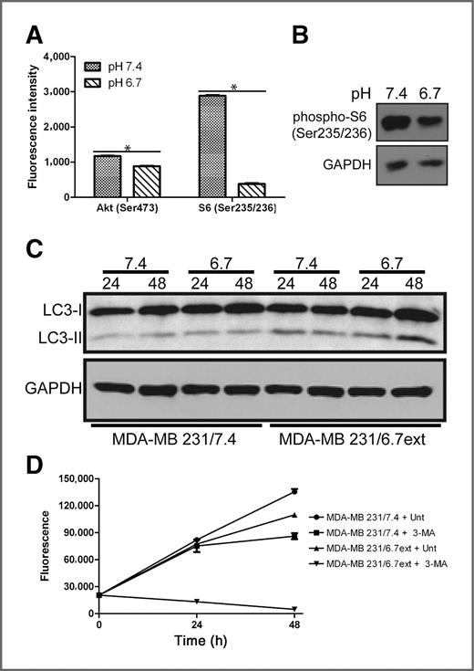 Figure 5. A and B, whole-cell lysates from MDA-MB-231 cells cultured at pH 7.4 or at pH 6.7 for 72 hours were analyzed for expression of phospho-Akt (Ser473) and phospho-ribosomal protein S6 (Ser235/236) using a fluorescent-based phospho-protein array and by Western blot. C, whole-cell lysates from MDA-MB-231 cells cultured at pH 7.4 or at pH 6.7 for approximately 3 months were analyzed for the expression of the autophagy marker LC3-II. Elevated levels of LC3-II were observed in MDA-MB-231/6.7ext cells in comparison to MDA-MB-231/7.4 cells. D, cultures were treated with 10 mmol/L 3-methyladenine (3-MA) for 48 hours and CyQuant, a nonmetabolic indicator of viable cells, was used to determine cell number. The data represent the mean ± SD of 3 experiments.