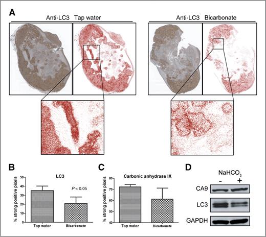Figure 7. A, immunohistochemical staining of LC3 in representative tap and NaHCO3 treated MDA-MB-231 tumor cross-sections. Positive pixel analysis of LC3 staining was carried out using Aperio Positive Pixel Count v9 (red, strong positive). B and C, positive pixel analysis was completed for LC3 and carbonic anhydrase IX (CA9) staining on whole tumor cross-sections. An overall significant decrease in the percentage of strong positive LC3 pixels was observed in NaHCO3-treated samples with no significant change in CA9 expression. The data are plotted as the mean ± SD of 3 tumor cross-sections from each treatment group. D, LC3 and CA9 expression in tumor lysates from tap and NaHCO3-treated tumors.