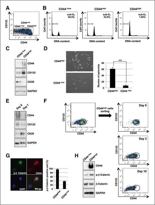 Figure 3. CD44high cells in spheroids show characteristics of CSCs. A, flow cytometry analyses of spheroid cells (#6) double-stained with anti-CD44 and anti-CD133 antibodies. B, the cell-cycle profiles of CD44−/low, CD44med, and CD44high cells. C, Western blot analyses of FACS-sorted CD44high and CD44−/low cells with the indicated antibodies. D, bright-phase images of spheroids (day 3) of FACS-sorted CD44high and CD44−/low cells (left). Quantification of spheroid formation (right). E, Western blot analyses of FACS-sorted CD44high cells (#6) with the indicated antibodies. CD44high cells were harvested immediately (day 0) or cultivated for a week (day 7) under differentiation conditions. F, flow cytometry analyses of sorted CD44high cells (#6) cultivated in spheroid conditions for the indicated periods. G, immunofluorescence staining of dissociated spheroid cells. Left, immunostaining with the indicated antibody. Right, a fraction of the spheroid cells that were positive for staining with the anti-ser552 phosphorylated β-catenin antibody. H, Western blot analyses of FACS-sorted CD44high and CD44−/low cells with the indicated antibodies.