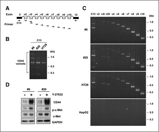 Figure 6. Expression of CD44 variants is associated with the activating phosphorylation of c-Met in spheroid cells. A, schematic presentation of the position of primers for exon-specific RT-PCR analyses. The forward primer is located at the constant exon 5 (C13) or each variant exon (v2-v10) of CD44, and the reverse primer is located at the constant exon 15. B, RT-PCR analyses of CD44 variants. C13 and the exon 15 primer are used to detect the variants from the spheroid cells and HT29 cells. RT-PCR analyses were conducted as described before (33). C, RT-PCR analyses with isoform specific primers. Expression of each CD44 variants was detected with the primers shown in A. HepG2 cells, which do not express CD44, were used as negative controls (33). D, induction of the activating phosphorylation of c-Met in the presence of Y-27632. The spheroid cells in the presence or absence of Y-27632 for 3 days were used for Western blot analyses with the indicated antibodies.