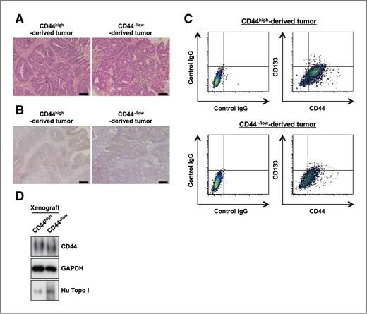Figure 7. CD44−/low cells are capable of forming CD44-positive tumors in mice. A, hematoxylin and eosin staining of xenografts derived from CD44high and CD44−/low cells (#6). B, immunostaining with anti-CD44 antibody of tumors from CD44high and CD44−/low cells (#6). C, measurement of CD44 expression in tumors derived from CD44high and CD44−/low cells (#6) by flow cytometry. The tumor cells were double-stained with anti-CD44 and anti-CD133 antibodies (right) or with control IgG (left). D, Western blot analyses of CD44 expression in the tumors described in C.