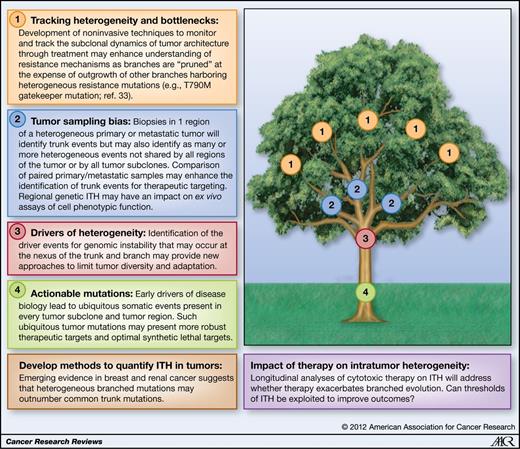 Figure 1. Trunk and branch model representing intratumor heterogeneity. Common or ubiquitous events in the tumor found in every subclone and every tumor region are represented in the trunk of the tree. Diverse, heterogeneous somatic events are represented by the branches and the leaves. Tumor somatic events occurring in the trunk or branches may be driver or passenger events that may be dynamic during tumor evolution and adaptation to therapy. The figure illustrates key research areas and the need to identify how cancer therapeutics might influence intratumor heterogeneity. Adapted from Yap et al. (21).