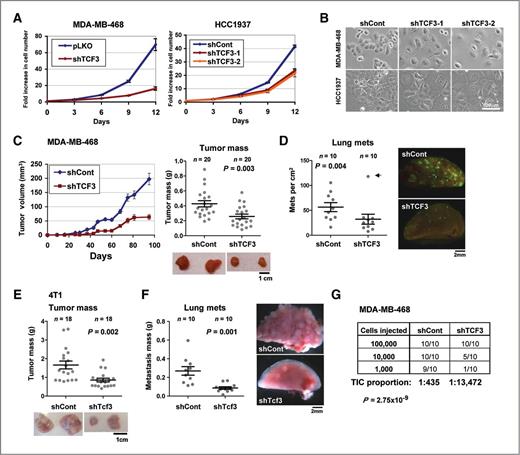 Figure 2. TCF3 is necessary for breast cancer growth and initiation. A, growth curves of cultured MDA-MB-468 cells infected with shTCF3 or control virus (pLKO). Shown are means of triplicates ± SEM. Right, control (shCont) infected or shTCF3-infected HCC1937 cells. B, phase contrast images of indicated cells. C, growth (left) and final masses (middle) of xenograft tumors formed by control and TCF3-silenced MDA-MB-468 cells. Circles represent individual tumors; bars, mean ± SEM. D, lung metastasis numbers in mice in the experiment in C, scored on sections, normalized to lung area. Circles, individual mice; arrow indicates outlier excluded from P value calculation. Images show GFP-expressing tumor cells in mouse lungs. E, masses of tumors formed by control and TCF3-silenced 4T1 cells. F, metastatic burden (by weight) in lungs of 4T1 tumor-bearing mice (independent experiment). G, number of tumors formed upon limiting dilution injections of control and TCF3-silenced MDA-MB-468 cells into mouse mammary glands (10 injections each). Left, injected cell numbers; TIC, tumor-initiating cells.