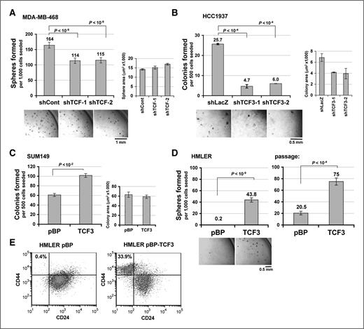 Figure 3. TCF3 promotes sphere formation. A, spheres formed by control and TCF3-silenced MDA-MB-468 cells in liquid. Representative images are shown. Values indicate mean of 10 replicates (n = 10) ± SEM. Right graph, sphere area. B, Matrigel colonies formed by control and TCF3-silenced HCC1937 cells; n = 3. C, Matrigel colonies formed by control and TCF3-overexpressing SUM149 cells; n = 3. D, left, spheres formed by control (pBP) and TCF3-overexpressing HMLER cells; right, spheres formed upon dissociation and reseeding (passage); n = 10. E, FACS analysis of control and TCF3-overexpressing HMLER cells for CD44 and CD24. CD44high/CD24low percentages are indicated.