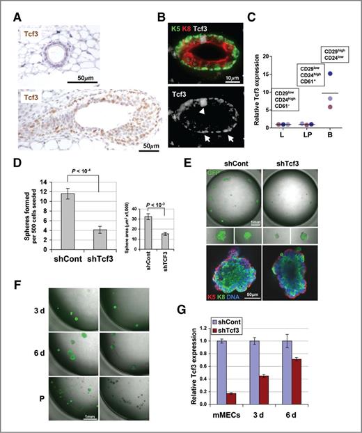 Figure 6. Primary mammosphere formation by MECs is dependent on Tcf3. A, stain of endogenous Tcf3 (brown) in mammary epithelial duct (top) and TEB (bottom) of a 6-week-old mouse. B, immunofluorescent stain of Tcf3 (white) in the basal (K5 labeled, green) and luminal (K8 labeled, red) duct layers, indicated by arrows and arrowheads, respectively. C, Tcf3 levels (qRT-PCR) in luminal (L), luminal progenitor (LP), and basal (B) cell fractions isolated from 6-week-old mice, normalized to luminal fraction. Each colored circle represents a pool of cells isolated from 3 mice (altogether 9 mice analyzed). The indicated markers were used for FACS separation. Bar indicates mean. D, mammospheres formed by shCont-GFP or shTcf3-GFP-infected primary MECs. n = 10. Right, sphere areas. E, top, images of mammospheres in wells expressing GFP; middle, enlarged individual mammospheres; bottom, mammospheres stained with indicated markers. F, representative images of GFP-expressing spheres 3 and 6 days after plating (3d, 6d), and after dissociation and passaging (P). G, Tcf3 expression levels in shCont and shTcf3-infected primary MECs and in spheres grown for 3 or 6 days.