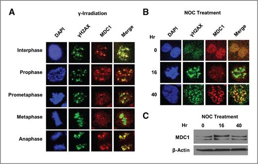 Figure 1. MDC1–γH2AX colocalization decreases during mitosis. A, immunofluorescent staining of MDC1 and γH2AX in HCT116 cells following γ irradiation. B, immunofluorescent staining of MDC1 and γH2AX during nocodazole (NOC) treatment. Representative prometaphase (16 hours) and postmitotic (40 hours) cells are shown. The mitotic indices at the corresponding time points are shown in Supplementary Fig. S1. C, Western blot of MDC1 in HCT116 cells at corresponding time points in B.