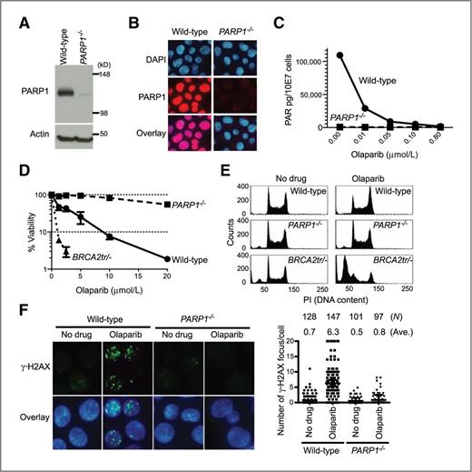 Figure 1. PARP1 is required for cell killing by olaparib. A, Western blot analysis of whole cell lysates prepared from wild-type and PARP1−/− DT40 cells. Blots were probed with the indicated antibodies. B, nuclear localization of PARP1 in wild-type DT40 cells and loss of signal in PARP1−/− DT40 cells. Immunofluorescence microscopy was conducted with anti-PARP1 antibody and nuclei were stained with 4′,6-diamidino-2-phenylindole (DAPI). C, PAR level in wild-type and PARP1−/− DT40 cells measured by ELISA. Cells were treated with the indicated olaparib concentrations for 2 hours. D, survival curves after continuous olaparib treatment for 72 hours. Cellular ATP activity was used to measure cell viability. The survival of untreated cells was set as 100%. Error bars represent SD (n = 3). E, cell-cycle analyses after olaparib treatment. The indicated cell lines were treated with 10 μmol/L olaparib for 24 hours; after which, cells were analyzed by flow cytometry analysis. The left and right peaks indicate G1 and late S and G2 populations, respectively. PI, propidium iodide. F, DNA damage measured by immunofluorescence microscopy with anti–γ-H2AX antibody after 2 hours treatments with or without 10 μmol/L olaparib. Left, representative images and right plot, a quantitation of the number of γ-H2AX foci per individual cells. The number of cells analyzed (N) and the average number of γ-H2AX foci (Ave.) are shown above the plot.