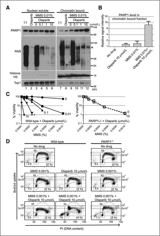 Figure 2. Olaparib stabilizes PARP1–DNA complexes that are more toxic than unrepaired SSBs. A, Western blot analysis of nuclear soluble and chromatin-bound fractions prepared from wild-type DT40 cells. Cells were treated for 30 minutes without drug (lanes 1 and 7) or as indicated. Blots were probed with indicated antibodies. Histone H3 and topoisomerase I were used as positive markers for chromatin-bound and nuclear soluble fractions, respectively. The asterisk indicates a nonspecific band. B, quantification of PARP1 levels in chromatin binding fractions 30 minutes after the indicated drug treatments. Signal intensity was quantified using Image J software (NIH) from 4 to 7 independent Western blot analyses (mean values ± SD) and normalized to untreated cells set as one. C, survival curves of wild-type (left) and PARP1−/− (right) cells treated with MMS alone or with the indicated olaparib concentrations (indicated beside each curve in micromolar unit). The survival of treated cells without MMS was set as 100%. Data are mean ± SD (n = 3). D, cell-cycle analysis of wild-type and PARP1−/− DT40 cells after 2- and/or 4-hour continuous treatments. Cells were pulse-labeled with BrdUrd for 10 minutes following the drug treatment to measure DNA synthesis. PI, propidium iodide.