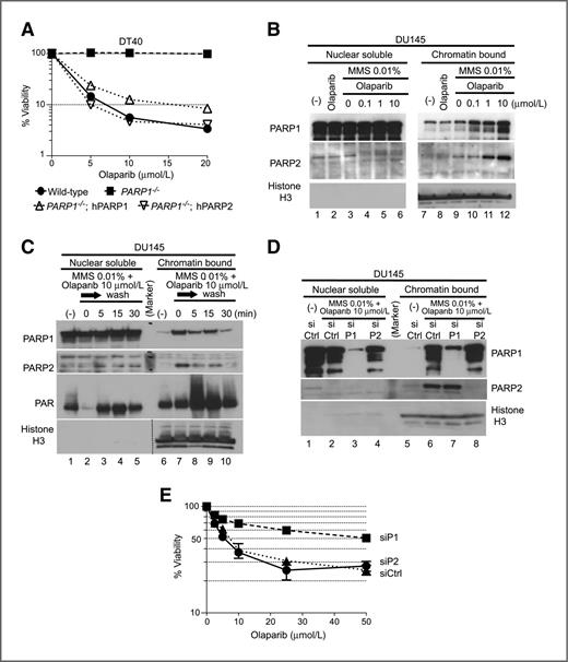Figure 3. Stabilization of toxic PARP1- and PARP2–DNA complexes by olaparib. A, survival curves of wild-type, PARP1−/−, PARP1−/− complemented with human PARP1 (PARP1−/−; hPARP1) and PARP2 (PARP1−/−; hPARP2) DT40 cell lines treated with olaparib. Cells were treated with olaparib as in Fig. 1D. Error bars represent SD (n = 3). B–E, Western blotting of nuclear soluble and chromatin-bound fractions prepared from human DU145 cells. Blots were probed with the indicated antibodies. B, cells were treated for 4 hours without drug (lanes 1 and 7) or as indicated. C, rapid reduction of PARP1 and PARP2 binding to chromatin after washing out olaparib. Cells were treated for 4 hours without drug or with 10 μmol/L olaparib in the presence of 0.01% MMS. Drugs were removed by washing cells with cold PBS 3 times, followed by incubation in prewarmed medium for the indicated times. D, control siRNA (siCtrl), PARR1 siRNA (siP1), and PARP2 siRNA (siP2) were transfected into DU145 cells. Three days later, cells were treated for 4 hours with10 μmol/L olaparib in the presence of 0.01% MMS. E, reduced cytotoxicity of olaparib in DU145 cells downregulated for PARP1. Cells were transfected with the indicated siRNAs for 60 hours before adding olaparib for an additional 72 hours. Sensitivity was determined as Fig. 1D. Error bars represent SD (n = 3).