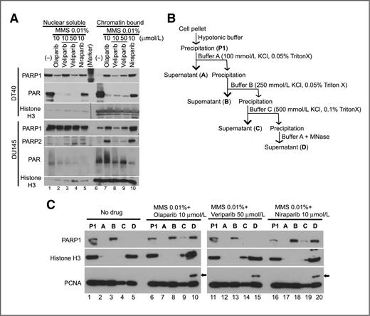 Figure 5. Differential cellular trapping of PARP1 and PARP2 by clinical PARP inhibitors. A, Western blotting of nuclear soluble and chromatin-bound fractions prepared from wild-type DT40 cells (top) and DU145 cells (bottom) with or without drug treatment as indicated. Blots were probed with indicated antibodies. B and C, fractionation of PARP–DNA complexes stabilized by PARP inhibitors. DU145 cells were treated for 4 hours without drug (lanes 1–5) or as indicated. B, scheme for the preparation of indicated fractions (P1, A–D) using different stringency buffers (Supplementary Methods). C, the eluted proteins in each fraction were blotted with indicated antibodies. Arrows, monoubiquitinated PCNA.