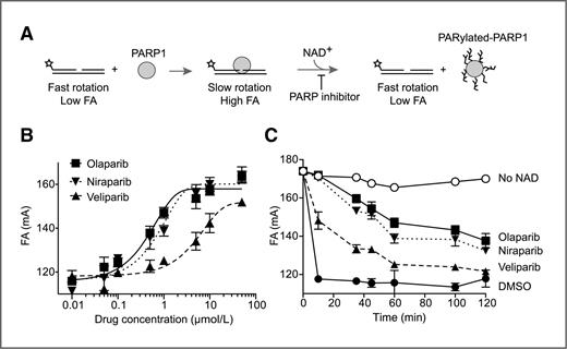 Figure 6. Differential biochemical trapping of PARP1 by clinical PARP inhibitors. A, scheme of the fluorescence anisotropy (FA)–binding assay. The star indicates the site labeled on the DNA substrate with Alexa Fluor488. Unbound nicked DNA substrate rotates fast and gives low fluorescence anisotropy value. PARP1 binding to the substrate slows the rotation and gives high fluorescence anisotropy value. Addition of NAD+ leads to PARP1 dissociation from DNA due to autoPARylation. B, concentration-dependent PARP1–DNA association using the 3 different PARP inhibitors. Fluorescence anisotropy value was measured 60 minutes after adding NAD+. C, time-course of PARP1–DNA dissociation in the presence of the 3 different PARP inhibitors (1 μmol/L each). The absence of PARP inhibitors immediately reduces PARP1–DNA complexes (DMSO control). In the absence of NAD+, PARP1–DNA complexes remained stable for at least 120 minutes (no NAD+).
