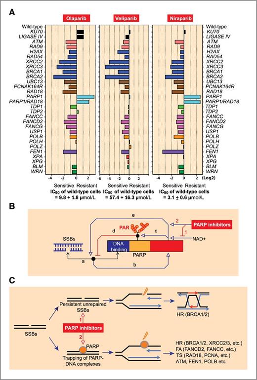 Figure 7. DNA repair pathways for PARP inhibitors. A, sensitivity profiles of olaparib, veliparib, and niraparib in a panel of 30 DT40 isogenic repair mutant DT40 cell lines (see Supplementary Table S1 for additional information on the cell lines). The sensitivity in each mutant cell line was determined relative to wild-type cells (see Fig. 1D). Negative and positive scores indicate that a given cell line is hypersensitive or resistant to the drug, respectively. Each bar length reflects the degree of sensitivity or resistance to the drug (log2 units). Each bar is colored according to the category of DNA repair function (see Supplementary Table S1): black, nonhomologous end joining; pink, checkpoint; dark blue, HR; brown, postreplication repair; light blue, PARP1 and PARP1/RAD18; light green, removal of Top1 or Top2 cleavage complexes; magenta, Fanconi anemia (FA) pathway; orange, DNA polymerases; purple, FEN1; red, nucleotide excision repair; and green, RecQ helicases. The IC90 for olaparib and niraparib and IC50 for veliparib are shown at the bottom (mean ± SD, n = 13). B and C, schematic illustration of the dual inhibitory mechanism of PARP inhibitors (poisoning and catalytic inhibition). B, molecular interaction map showing the regulatory pathways for the formation and dissociation of PARP–DNA complexes. Symbols are: ↔, binding of PARP and DNA with the node corresponding to the PARP–DNA complex; ⇒, activation; ┤, inhibition (50). PARP inhibitors enhance the PARP–DNA complexes by 2 mechanisms: 1, inhibition of NAD+ binding; and 2, binding of PARP inhibitor in the NAD site activates (allosterically) the binding of PARP to DNA. See Discussion for further details. C, dual cytotoxic mechanisms of PARP inhibitors. 1, catalytic inhibition (upper pathway) interferes with the repair of SSBs, leading to replication fork damage that requires HR repair. 2, trapping of PARP–DNA complexes also leads to replication fork damage but uses additional repair pathways including Fanconi pathway (FA), template switching (TS), ATM, FEN1 (replicative flap endonuclease), and polymerase β.
