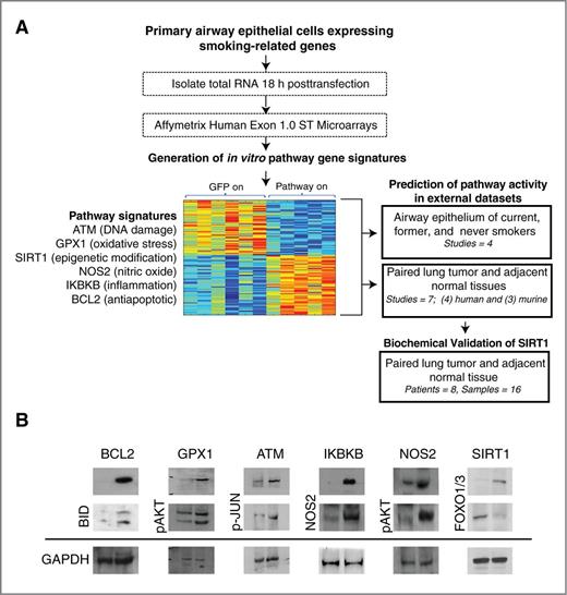 Figure 1. A, study design. Normal airway epithelial cells were obtained from mainstream bronchial brushings in 3 never smoker volunteers. The cells were cultured and adenoviruses were used to infect cells with key genes from 6 different smoking-related pathways, glutathione peroxidase 1 (GPX1; oxidative stress pathway); nitric oxide synthase 2 (NOS2; inducible, nitric oxide pathway); ataxia telangiectasia mutated (ATM; DNA damage pathway); inhibitor of κ light polypeptide gene enhancer in B cells, kinase β (IKBKB; inflammatory pathway); sirtuin 1 (SIRT1; epigenetic modification); and B-cell CLL/lymphoma 2 (BCL2; antiapoptotic pathway). RNA from each pathway perturbation and from a GFP control was isolated, processed, and hybridized to microarrays. Gene expression signatures specific to each pathway were generated and used to predict the pathway activation in human and murine smoking and lung cancer datasets. Dysregulation of the SIRT1 pathway was consistent and statistically significant in these datasets. Biochemical validation of the SIRT1 dysregulation in human lung tumor tissue and adjacent normal tissue was done to confirm in silico findings. B, biochemical validation of pathway activation. Expression of genes and their downstream effectors were assessed by Western blot analysis.