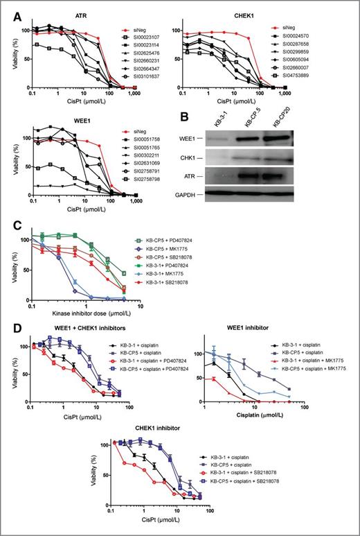 Figure 1. Validation of high-throughput kinase hits. A, follow-up dose–response analyses using additional siRNAs confirms sensitization mediated by the knockdown of ATR, CHK1, and WEE1 in KB-CP.5 cells compared with siNegative-treated cells. B, Western blots showing normal expression of kinases. ATR, WEE1, and CHK1 have increased expression in resistant lines (KB-CP.5 and KB-CP20) compared with sensitive (KB-3-1). The increase in expression is dependent on the level of resistance. C, small-molecule kinase inhibitors PD 407824 (CHK1 and WEE1), MK 1775 (WEE1), and SB 218078 (CHK1) have concentration-dependent toxic effect on sensitive and resistant cell lines. D, cells were treated with subtoxic doses of kinase inhibitors (10 nmol/L) and challenged with cisplatin (50 to 0 μL). KB-3-1 sensitive cells had a 1.2- to 3.9-fold decrease in survival in cisplatin when the kinase function was inhibited with small-molecule inhibitors. KB-CP.5 resistant cells showed less of an effect at 1.2- to 1.9-fold increase in sensitivity to cisplatin. CisPt, cisplatin.