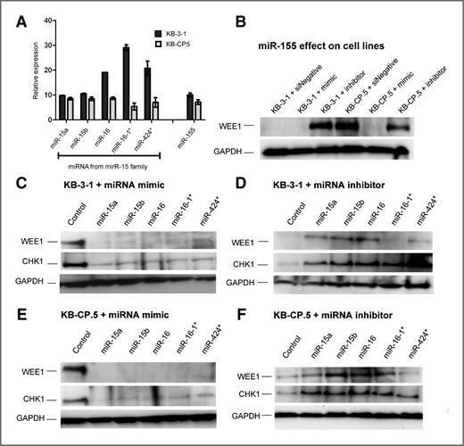Figure 2. Expression of miR-15 family members and their effect on expression of WEE1 and CHK1 kinases. A, expression of miR-15 family members and miR-155 in KB-3-1 and KB-CP.5, with RT-PCR. Samples were normalized to U6. Using ANOVA statistical analysis, columns comparing expression of miRNAs between KB-3-1 to KB-CP.5 have a P value ≤ 0.05. Columns comparing different miRNAs to each other in the same cell line have a P value of 0.0001. Western blots showing expression of WEE1 and CHK1 in response to transfection with (B) miR-155 or (C–F) miR-15a/15b/16/16-1*/424* miRNA mimics and miRNA. KB-3-1 cells transfected with mimics (C) and inhibitors (D), and KB-CP.5 cells transfected with mimics (E) and inhibitors (F) were collected and protein extracted after 72 hours.