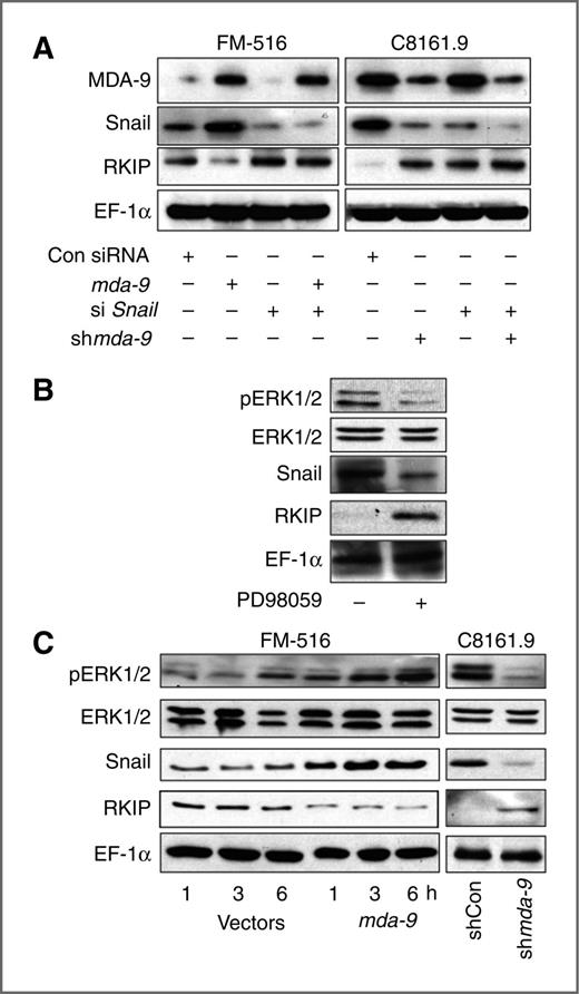 Figure 2. MDA-9–mediated Snail expression transcriptionally represses RKIP expression. A, FM-516 and C8161.9 cells were transiently cotransfected with different plasmids/siRNAs as indicated and lysates were subjected to Western blot analysis for different proteins as indicated in the figure. B, C8161.9 cells were pretreated with an ERK inhibitor and plated on fibronectin-coated plates. Six hours after seeding, cell lysates were collected and Western blotting was conducted to determine levels of the indicated proteins. C, FM-516 and C8161.9 cells were transfected with mda-9 and shRNA for mda-9, respectively, and 48 hours later, cells were reseeded onto fibronectin-coated plates for the different time points as indicated. Cell lysates were collected and Western blotting was conducted for the indicated proteins.