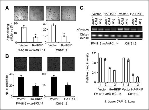 Figure 3. Phenotypic alterations in FM-516 mda-9–overexpressing clones and C8161.9 cells following ectopic expression of RKIP. A and B, after 48 hours posttransfection with the indicated vectors, anchorage-independent growth assays (A) and Matrigel invasion assays (B) were conducted and quantification of the results is provided. C, cells, either transfected with empty vector or HA-RKIP, were inoculated onto the CAM. On day 17, samples from the lower CAM and lungs were collected and analyzed for the presence of Alu-repeats by PCR. Band intensity was quantified by densitometry. *, P < 0.05 versus vector-transfected cells. The data represent mean ± SD of 3 independent experiments.