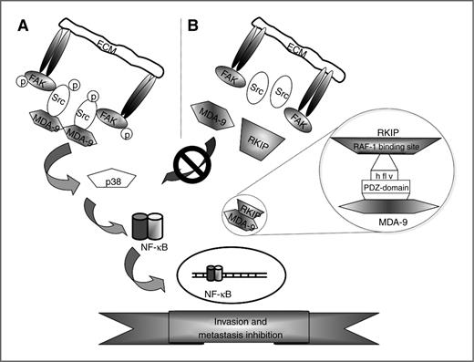 Figure 7. Hypothetical model of MDA-9 and RKIP interactions. A, MDA-9 through its interaction with c-Src results in clustering of c-Src/FAK signaling complexes that in turn regulate the expression of genes involved in migration and invasion through activation of NF-κB pathways. B, in metastatic melanoma cells, restored RKIP physically interacts with MDA-9 and potentially interferes with c-Src phosphorylation and activation of downstream signaling cascades, thereby inhibiting melanoma invasion and metastasis.