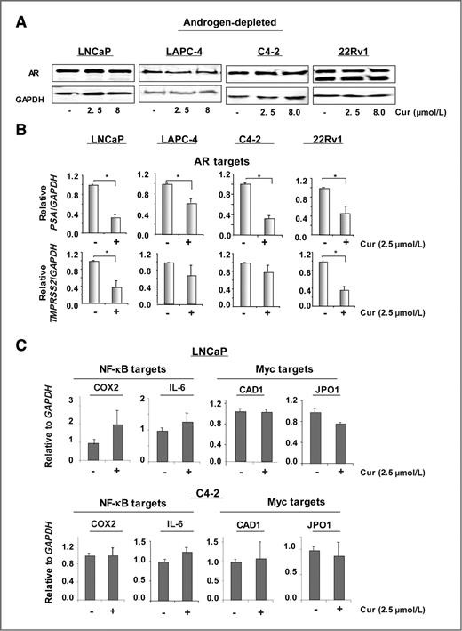 Figure 2. Curcumin influences AR activity without affecting AR protein accumulation in the hormone-ablated condition. A, ADT-sensitive cells (LNCaP and LAPC-4) and CRPC cells (C4-2 and 22Rv1) maintained under androgen deprivation were treated with curcumin (2.5 and 8 μmol/L) for 24 hours. Cells were then processed for immunoblotting (A) or mRNA isolation to determine expression of AR targets (PSA and TMPRSS2; B) and NF-KB targets (COX2 and IL-6) and Myc targets (CAD1 and JPO1; C) relative to GAPDH (glyceraldehyde-3-phosphate dehydrogenase). *, P < 0.05.