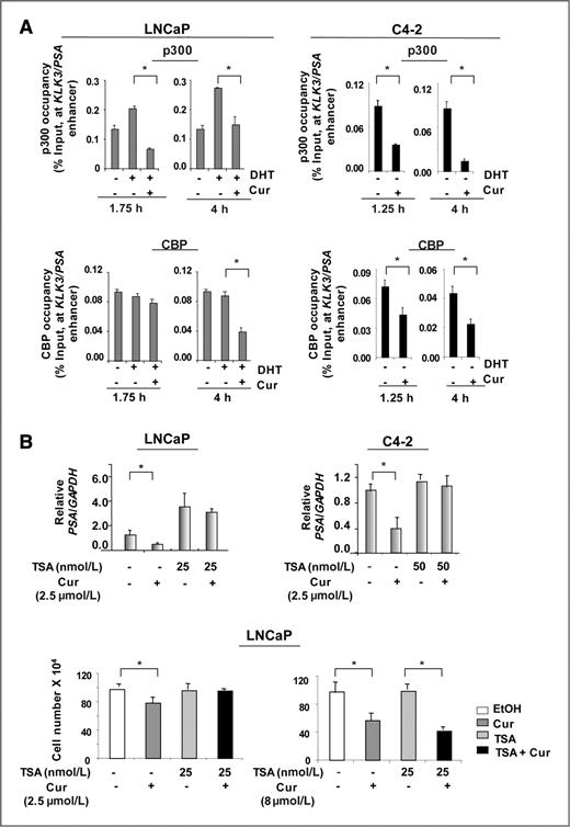 Figure 4. Curcumin impinges on histone-modifying enzymes to suppress AR activity. A, ChIP analysis for p300 and CBP recruitment was done as described in Fig. 3. B, ADT-sensitive cells (LNCaP) and CRPC cells (C4-2) under androgen deprivation were treated with TSA alone or in combination with curcumin (2.5 μmol/L) for 24 hours. Relative KLK3/PSA mRNA expression was analyzed by qPCR. Using same treatments with curcumin (2.5 and 8.0 μmol/L), cell survival analysis was done at 48 hours. *, P < 0.05.