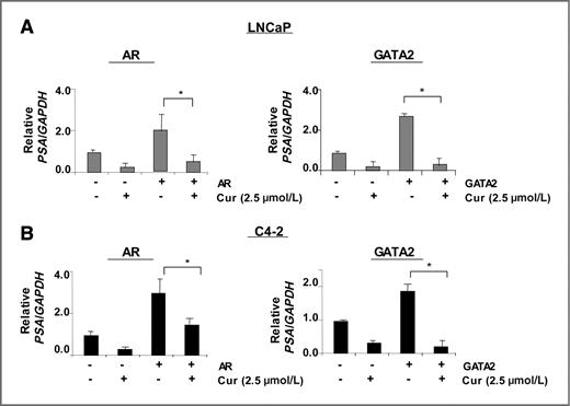 Figure 6. Curcumin suppresses GATA2-mediated, castrate-resistant AR activity. ADT-sensitive cells (LNCaP; A) and CRPC cells (C4-2; B) transiently transfected with expression plasmids encoding AR (left) or GATA2 (right) or empty vector were treated with vehicle or curcumin (2.5 μmol/L) under androgen deprivation. After 24 hours, RNA was isolated for qualitative analysis of PSA mRNA expression. *, P < 0.05.