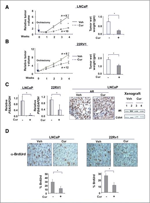 Figure 7. Curcumin inhibits castrate-resistant tumor growth and the transition to castration resistance in vivo. ADT-sensitive cells (LNCaP; A) or CRPC cells (22Rv1; B) were injected subcutaneously for xenograft studies. Once tumors reached a volume of 200 to 250 mm3, mice were castrated to mimic hormone depletion. From the day of castration, mice were injected with vehicle or curcumin (50 mg/kg/d) intraperitoneally every 48 hours, for 4 weeks. At the end of the 5-week period, tumor volume (left) and tumor weight (right) were measured. C, all tumor samples were processed for RNA isolation and relative PSA transcript was determined by qPCR. AR expression was studied using both IHC (middle) and immunoblot (right). D, mice were injected with BrdUrd before sacrifice and tumors were processed for immunohistochemical analysis. *, P < 0.05.