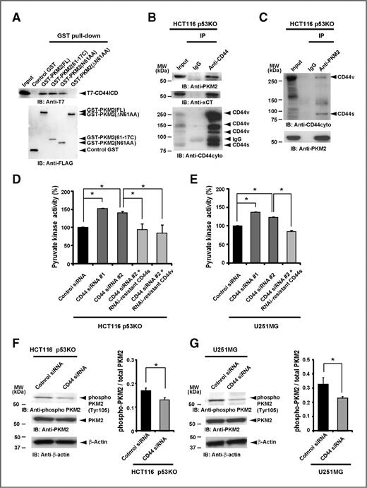 Figure 2. CD44 contributes to the glycolytic phenotype of cancer cells through interaction with PKM2. A, the GST–PKM2 fusion proteins were subjected to a pull-down assay with T7-tagged CD44ICD. The bead-bound proteins as well as the T7-CD44ICD input to the binding mixtures (Input) were subjected to immunoblot (IB) analysis with indicated antibodies. FL, full-length. B and C, the cell lysates were subjected to immunoprecipitation (IP) with indicated antibody and the resulting precipitates as well as the original cell lysates (Input) were immunoblotted with indicated antibodies. D and E, enzymatic activity of pyruvate kinase in cells transfected for 72 hours with indicated siRNAs or with both a CD44 siRNA#2 and an expression vector for a corresponding RNA interference (RNAi)–resistant form of CD44s or CD44v. *, P < 0.001. F and G, lysates of cells transfected with indicated siRNAs for 48 hours were immunoblotted with indicated antibodies. The graphs indicate the ratio of phosphorylation to total PKM2.*, P < 0.05. MW, molecular weight.