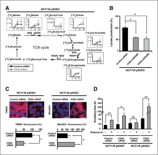 Figure 3. CD44 ablation induces a metabolic shift from glycolysis to mitochondrial respiration in glycolytic cancer cells. A, metabolomic analysis of cells incubated for 24 hours after transfection with indicated siRNAs for 48 hours and then labeled with d-(13C6) glucose. The amounts of the indicated metabolites of the TCA cycle were measured. *, P < 0.05. B, lactate production by cells cultured for 24 hours after transfection with siRNAs for 48 hours. *, P < 0.001. C and D, Δψm and mitochondrial ROS production in cells that had been transfected with siRNAs for 48 hours. Scale bars, 20 μm. *, P < 0.001. E, doubling time of the cells that had been transfected with siRNAs for 48 hours was determined during subsequent incubation of the cells in the absence or presence of 125 nmol/L oligomycin. *, P < 0.01; **, P < 0.001. NS, not significant.