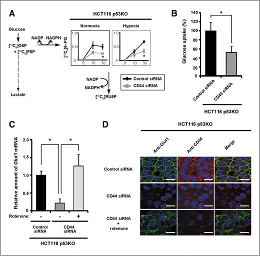Figure 4. CD44 ablation suppresses glucose uptake leading to reduced flux to PPP. A, metabolomic analysis of cells incubated for 24 hours under normoxia or hypoxia after transfection with indicated siRNA for 48 hours. *, P < 0.05. Parts of the glycolytic pathway and PPP are indicated on the left and right, respectively. RU5P, ribulose-5-phosphate. B, glucose uptake in cells transfected with siRNAs. *, P < 0.001. C, quantitative RT-PCR analysis of Glut1 mRNA in cells transfected with siRNAs for 48 hours and then incubated in the absence or presence of 5 μmol/L rotenone for 2 hours. *, P < 0.001. D, immunofluorescence analysis of Glut1 and CD44 expression in cells transfected with siRNAs for 48 hours and then incubated in the absence or presence of 5 μmol/L rotenone for 12 hours. Scale bars, 20 μm.