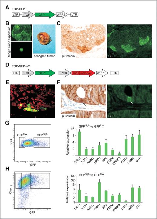 Figure 1. Use of a fluorescent reporter to mark the subpopulation of cells with highest WNT activity in CRC cell line xenografts and primary tumors. A, lentiviral TOP-GFP vector used to transduce CRC cell lines. LTR, long terminal repeat; TOP, 7xTCF/LEF-responsive promoter element; WPRE, woodchuck hepatitis posttranscriptional regulatory element. B, we expanded single fluorescent GFP+ clones in culture and injected them into NOD/SCID mice to form tumor xenografts. C, section of a Caco2TOP-GFP xenograft, stained for β-catenin (left) and GFP (right), showing colocalization of the 2 signals. D, lentiviral double-color construct TOP-GFP.mC used to transduce primary colon cancers, containing the additional nuclear red fluorescence signal histone H2B-coupled mCherry, driven by the PGK promoter. E, confocal image of a TOP-GFP.mC–transduced primary colon cancer xenograft showing ubiquitous red nuclear fluorescence, with additional green fluorescence in a subset of tumor cells. F, section of a TOP-GFP.mC–transduced primary colon cancer xenograft, stained with β-catenin Ab (left) and GFP (right); arrows indicate colocalization of the 2 markers. G and H, flow cytometric sorting of disaggregated tumor cell suspensions from Caco2TOP-GFP (G) and TOP-GFP.mC primary colon cancer xenografts (H) based on differential GFP fluorescence (left scatter plots) and qRT-PCR expression analysis of a panel of WNT-target genes and GFP (right graphs) in the sorted cell populations.