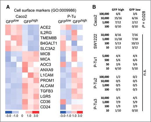 Figure 2. Lack of tumor-initiating capacity of WNT/GFPhigh tumor cell subpopulations despite enriched expression of suggested cancer stem cell markers. A, heat maps depicting differential expression of cell surface markers in GFPhigh and GFPlow cells isolated from Caco2TOP-GFP (left) and from TOP-GFP.mC–transduced primary tumor (P-Tu, right) xenografts. Columns represent samples and rows represent genes. Expression is represented in a pseudocolor scale (−3 to +3), with red denoting high and blue denoting low relative expression. B, frequencies of tumor formation upon subcutaneous injection of 10 to 100,000 flow-sorted GFPhigh and GFPlow tumor cells into NOD/SCID mice. Caco2TOP-GFP, SW1222TOP-GFP, and 3 independent TOP-GFP.mC–transduced primary colon cancer xenografts (P-Tu1-3) were tested, with at least 3 different tumor xenografts from each source. The fractions indicate numbers of tumors formed (numerator) per experimental replicate (denominator). The P value refers to a significant difference in tumor frequency between GFPhigh and GFPlow cells (χ2 test). n.s., nonsignificant.