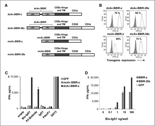 Figure 1. Generation and specific immune recognition by BBIR-transduced human T cells in vitro. A, schematic representation of avidin-based Immune Receptor gene constructs containing extracellular avidin as a monomer (mcAV) or dimer (dcAv) fused to the human CD3z cytosolic domain alone (BBIR-z) or in combination with the CD28 costimulatory module (BBIR-28z). B, BBIR expression (open histograms) was detected via GFP expression for mcAv constructs, or anti-avidin antibody for dcAV constructs. Staining was done 5 days after transduction with lentivirus and compared with untransduced T cells (grey filled histograms). Percent CAR transduction is indicated. C, biotin-redirected dcAV but not mcAV.BBIR T cells secrete IFNγ in response to plate-bound biotinylated, but not nonbiotinylated, antibody, or scFv (10 ng) in overnight culture. Concentration of IFNγ was expressed as mean ± SEM in pg/mL from triplicate wells. D, dcAv.BBIR-z–and dcAv.BBIR-28z–transduced T cells specifically react against immobilized biotinylated-IgG1. Biotin-redirected dcAv.BBIR-z and dcAv.BBIR-28z T cells secrete IFNγ in response to plate-bound biotinylated antibody in overnight culture at the lowest concentration of 1 ng per well. dcAv.BBIR-z, dcAv.BBIR-28z T cells, or control GFP cells (105 cells per well) were incubated with plate-immobilized antibody at a concentration range 0 to 100 ng per well. Concentration of IFNγ is expressed in pg/mL (means ± SEM; n = 3).
