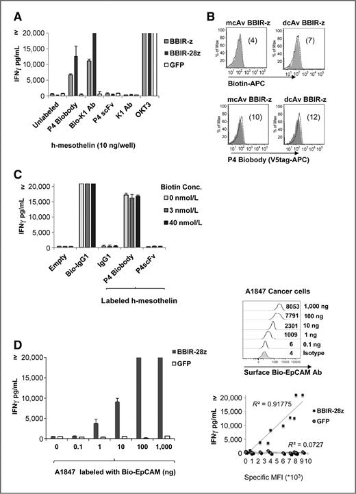 Figure 2. BBIR+ T cells exhibit specific effector functions. A, BBIRs respond against immobilized human mesothelin protein when redirected with biotinylated anti-mesothelin scFv or antibody (P4 Biobody and Bio-K1 Ab, respectively). dcAv.BBIR-z, dcAv.BBIR-28z T cells, or control GFP cells (105 cells per well) were incubated with 10 ng of plate-immobilized mesothelin and with either biotinylated or not, anti-mesothelin antibodies or scFvs (0.1 μg/mL). Overnight culture supernatants were analyzed for human IFNγ cytokine by ELISA. Data represent the means ± SD for 3 different experiments. B, biotinylated specific molecules retention on the BBIR T-cell surface was assessed by flow cytometry. BBIR+ T cells were incubated with 10 ng biotinylated reagents Biotin-APC or P4 Biobody (open histograms) and compared with untransduced control T cells (grey). C, BBIRs exhibit effector functions in the presence of free biotin at physiologic concentration. BBIR T cells were incubated overnight with Bio-K1 Ab or P4 Biobody painted immobilized mesothelin protein or only with plate-bound biotinylated Abs in the presence of the indicated concentration of biotin. Concentration of IFNγ is expressed as mean ± SEM in pg/mL from triplicate wells. D, BBIR+ T cells exhibit effector functions against painted cell surface tumor antigens in the presence of antigen-specific biotinylated antibodies. Left, BBIR T cells respond against painted EpCAM on A1847 cancer cell surface. dcAv.BBIR-28z+ or control GFP+ T cells (105) were cultured with an equal number of human A1847 unlabeled or labeled with biotinylated anti-EpCAM Ab (0 up to 1,000 ng). After overnight incubation, cell-free supernatants were analyzed for human IFNγ by ELISA. Results depict the mean ± SEM of triplicate wells. Top right, detectable surface EpCAM expression (open histograms) after labeling with different concentrations of biotinylated EpCAM Ab was evaluated by flow cytometry. Bottom right, correlation of detectable Bio-EpCAM MFI on EpCAM+ tumors was plotted versus the production of IFNγ by BBIR-28z T cells when cocultured with labeled cancer cells.
