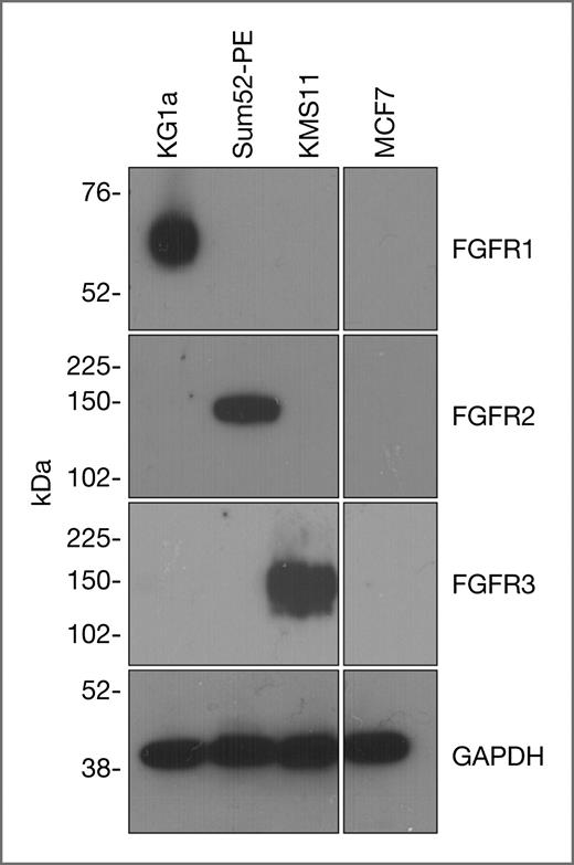 Figure 2. Inhibition of in vitro cell proliferation by AZD4547 correlates with deregulated FGFR expression in tumor cell lines. Western blot analyses confirming high expression of FGFR proteins from cell lines with known deregulations. GAPDH, glyceraldehyde-3-phosphate dehydrogenase.
