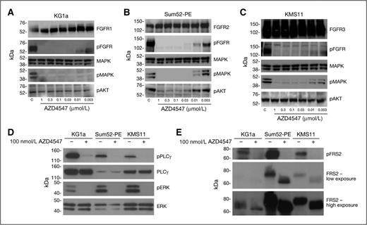 Figure 3. Inhibition of FGFR signaling by AZD4547. All cell lines were incubated for 3 hours with the stated AZD4547 concentrations and then stimulated with acidic FGF (aFGF)/basic FGF (bFGF; 10 ng/mL) and heparin (10 μg/mL) for 20 minutes. Cells were then lysed and immunoblotted for the proteins indicated. A–C, KMS11, Sum52-PE, and KG1a were analyzed for total FGFR1–3, phospho- and total FGFR, MAPK, and AKT. D, phospho- and total PLCγ, and Erk. E, phospho- and total FRS2.