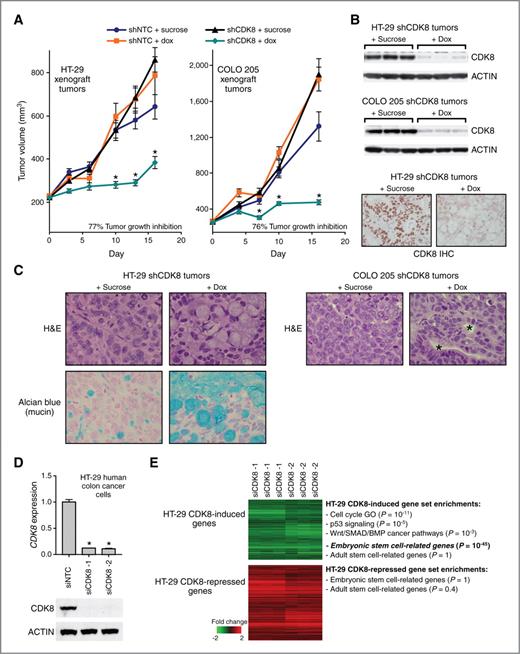 Figure 1. CDK8 is required for tumor growth and maintenance of a dedifferentiated state in vivo. A, xenograft tumor volume measurements over time (n = 10 mice per group). The tumor growth inhibition values were determined by an area under the curve calculation. Mean ± SEM is shown. *, P = 0.001 compared with all other groups, Student t test. B, Western blot of CDK8 protein levels in shCDK8 xenograft tumors at day 8 (HT-29) or day 12 (COLO 205) after CDK8 knockdown (top). IHC of CDK8 protein in HT-29 shCDK8 tumors from the end of the study (bottom). C, images of H&E- and alcian blue-stained (mucin marker) tumors from the end of the study. Asterisks indicate the lumen of glandular structures seen in COLO 205 shCDK8-induced tumors. D, qRT-PCR and Western blot analysis of CDK8 3 days after siRNA transfection in HT-29 human colon cancer cells. Mean ± SD is shown. *, P = 10−5, Student t test. E, the top 1,500 genes that change after CDK8 knockdown in HT-29 cells relative to siNTC (P = 0.001, Student t test between siNTC and 2 independent CDK8 siRNAs). GO, gene ontology.