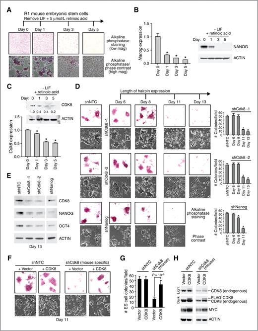 Figure 2. CDK8 maintains embryonic stem cells in an undifferentiated state. A, images of alkaline phosphatase–stained R1 mouse embryonic stem cells before and after induced differentiation. Positive staining (red) indicates undifferentiated stem cells. B and C, qRT-PCR and Western blot detection of NANOG (B) and CDK8 (C) at the indicated times after embryonic stem cell differentiation. CDK8 protein levels were quantified relative to ACTIN and normalized to day 0. Mean ± SD is shown. *, P = 10−5, Student t test. D, alkaline phosphatase staining and phase-contrast images of embryonic stem cells at the indicated times following shRNA infection. The staining in shNTC samples is representative of all subsequent time points. The requirement for CDK8 to maintain embryonic stem cells in an undifferentiated state was observed in at least 3 independent knockdown experiments. The number of alkaline phosphatase–stained embryonic stem cell colonies observed per 24 mm2 field is shown to the right. *, P = 0.001 compared with shNTC, Student t test. E, Western blot of shRNA-infected embryonic stem cells at day 13 after infection. F, alkaline phosphatase staining and phase-contrast images of embryonic stem cells at day 11 after exogenous expression of CDK8 or empty vector in the presence of the indicated shRNA. G, quantitation of alkaline phosphatase–stained embryonic stem cell colonies observed per 24 mm2 field. Mean ± SD is shown. P = 10−5 between shCdk8 + vector and shCdk8 + CDK8, Student t test. H, Western blot of CDK8-rescued embryonic stem cells at day 11. Exogenously expressed human CDK8 protein is shifted slightly higher on the gel because of it being FLAG tagged. ES, embryonic stem.